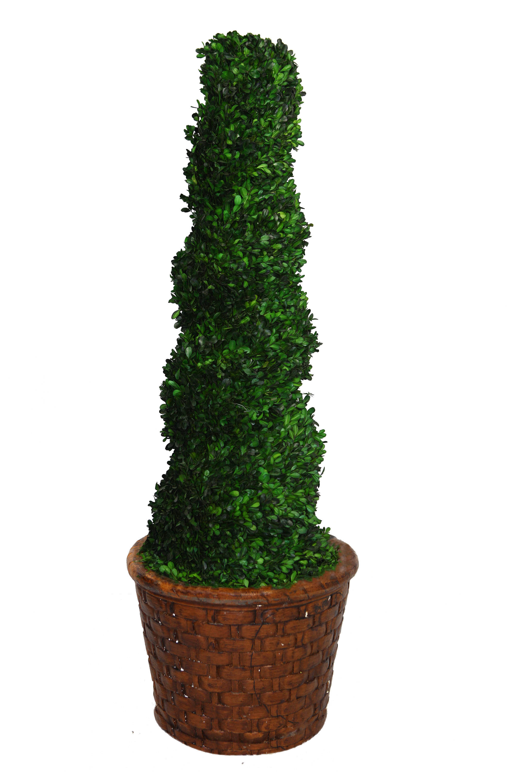 Laura Ashley Tall Preserved Spiral Boxwood Round Topiary in Planter