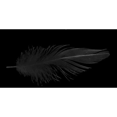 " Black Feather "