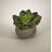 14'' Faux Succulent Plant in Concrete Pot