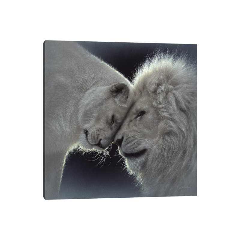 «White Lion Love» par Collin Bogle Print, Toile tendue, H 12 po x l 12 po x P 0,75 po