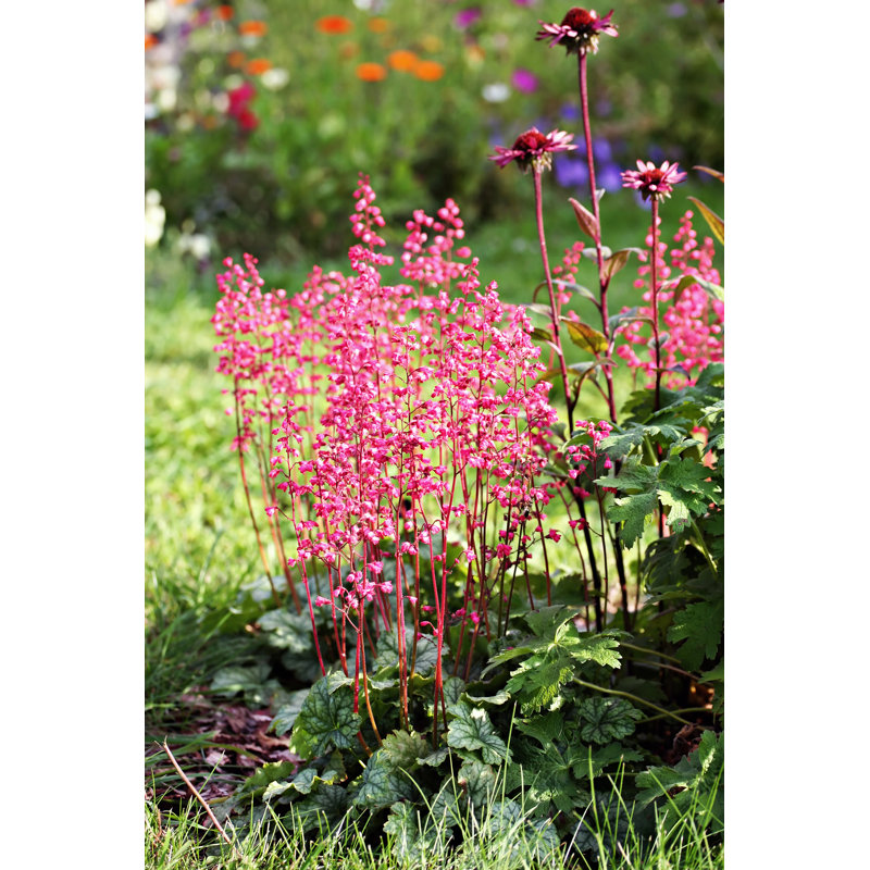 Heuchera by MartaJonina - Wrapped Canvas Print, 30cm H x 20cm W x 3.8cm D