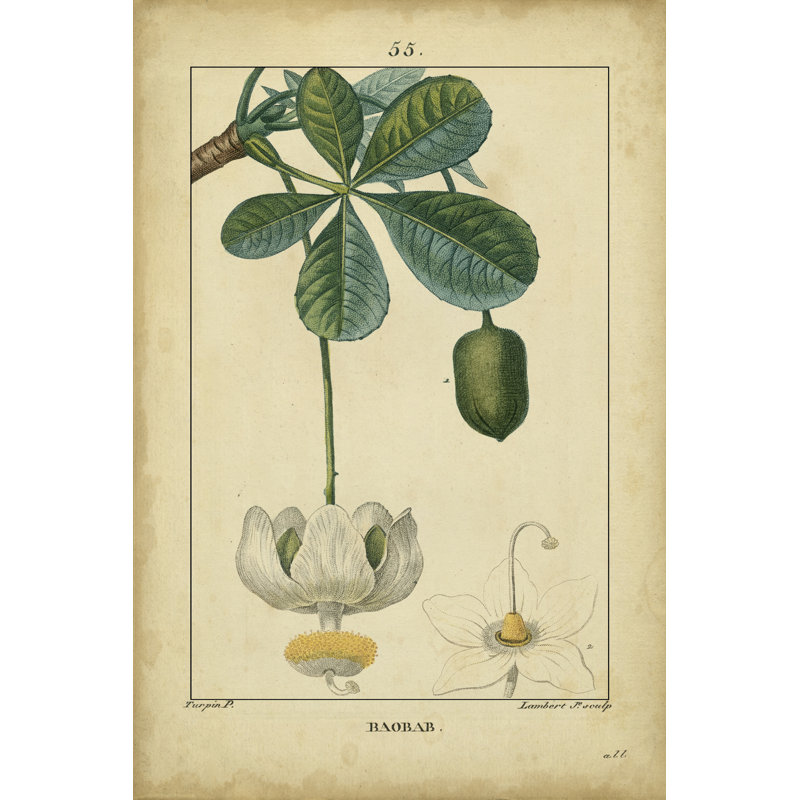 Vintage Turpin Botanical II by Turpin - Wrapped Canvas Art Prints, 76cm H x 51cm W