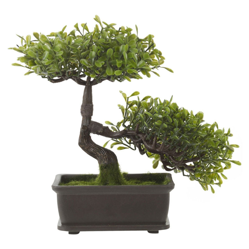 25cm Bonsai Plant in Pot