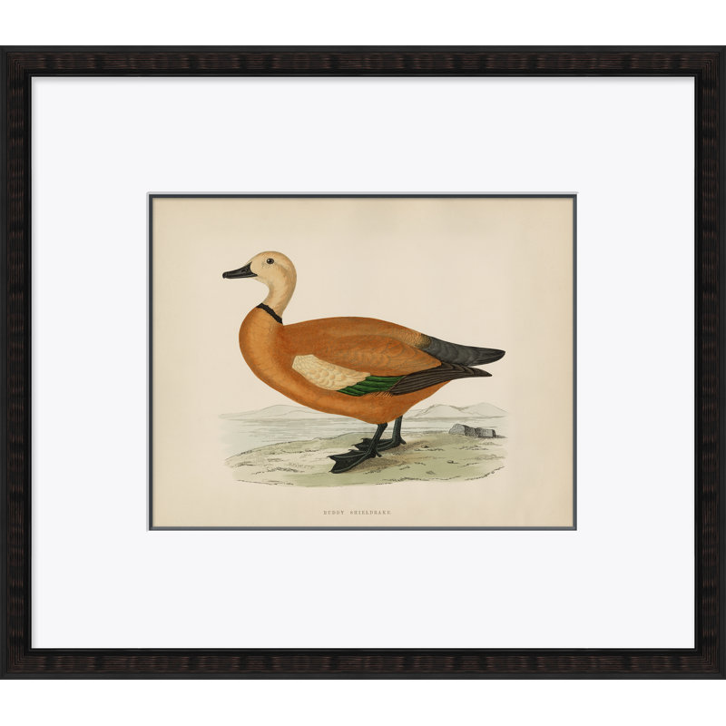 Duck Series: Ruddy Shieldrake Giclee Print by Paul Cezanne