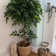 Faux Ficus Tree