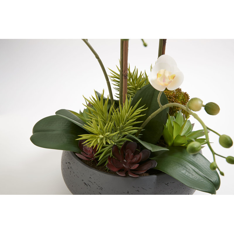 FLORAL 24IN Orchid with Succulents