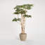 7' Sandblasted Ruscus in Grove Planter