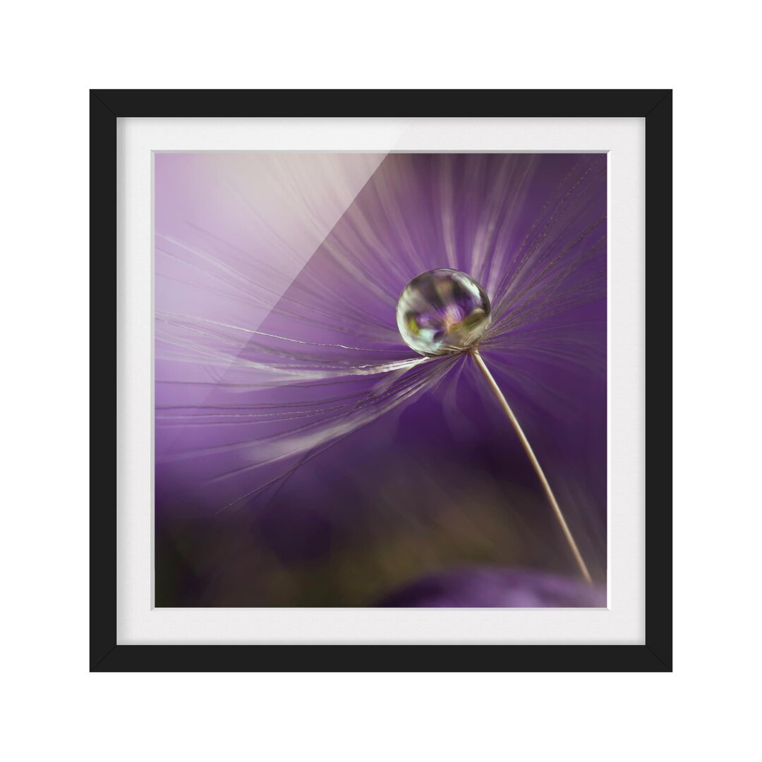 Gerahmtes Poster Purple Dandelion