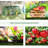 6' X 3' Greenhouse, Steel Constructed, 2 Pe/plastic Covers & Roll Up Windows, , Enhance Plant Growth Quality, Double Protection Substance Garden Made, Lengthen Growing Season, Mechanism