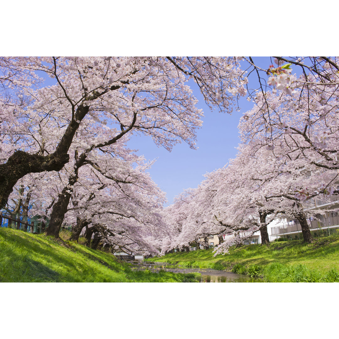 Leduc Cherry Blossoms Along River - Wrapped Canvas Print