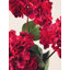 Fiori Hydrangea Arrangement