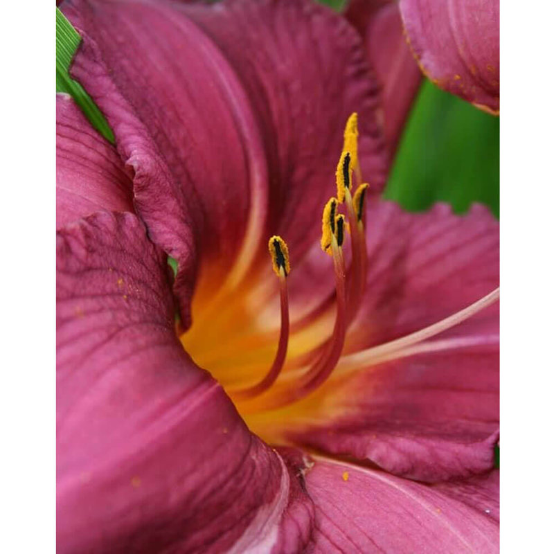 Adhésif décoratif Batie The Lily, H 36 po x l 29 po