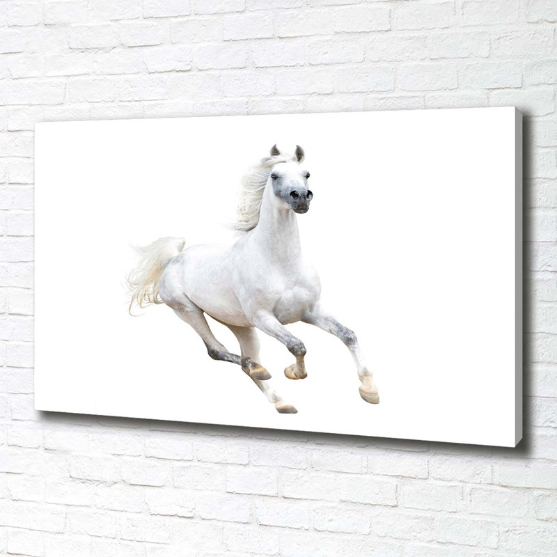 White Arabian Horse - Wrapped Canvas Print
