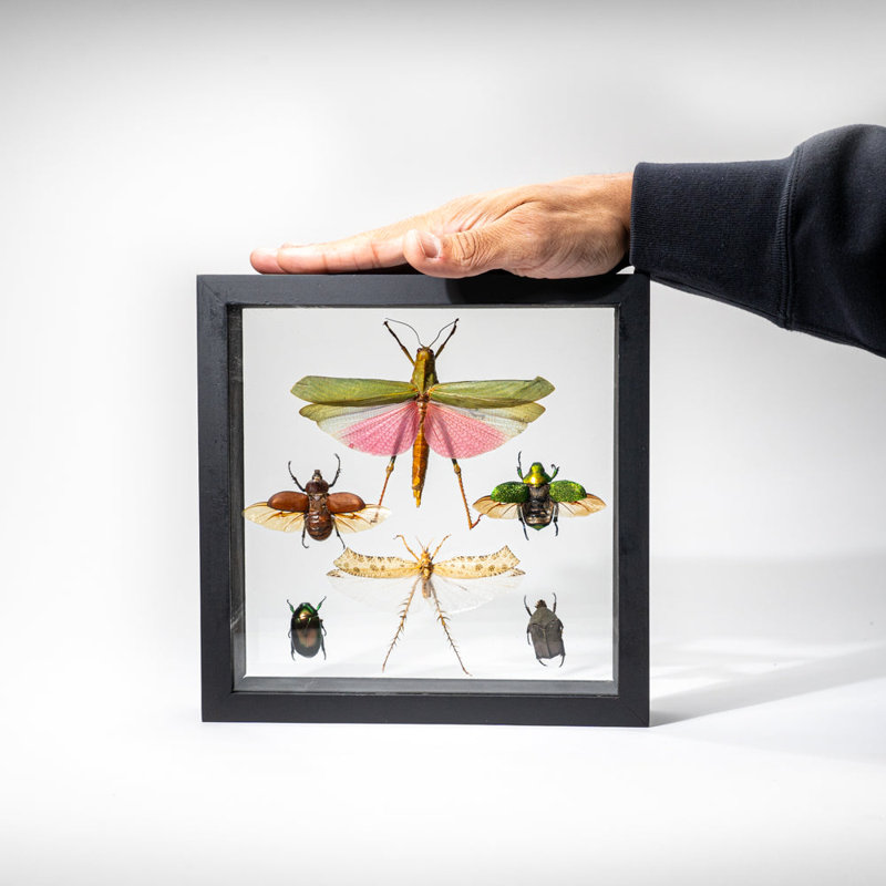 6 Genuine Insects In Display Frame