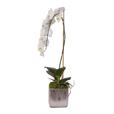 Orchid Arrangement in Pot