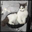 Arbre à chat H 34,2 po Kaleesi