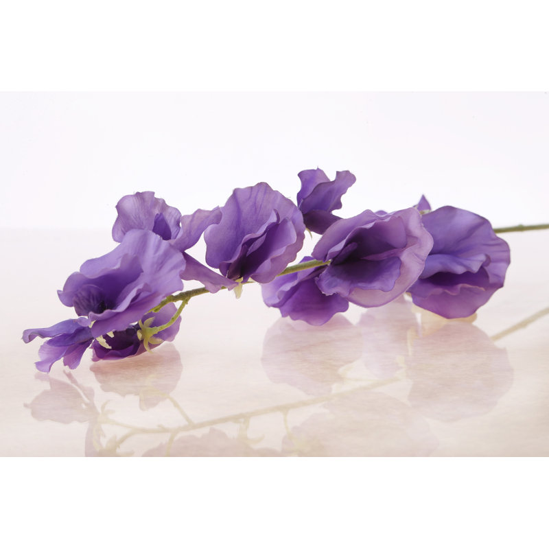 Sweet Pea, Purple