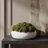 Sedum Arranged in a Stone Planter-774965369-774965254