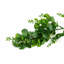 Garlands 180cm Faux Plant