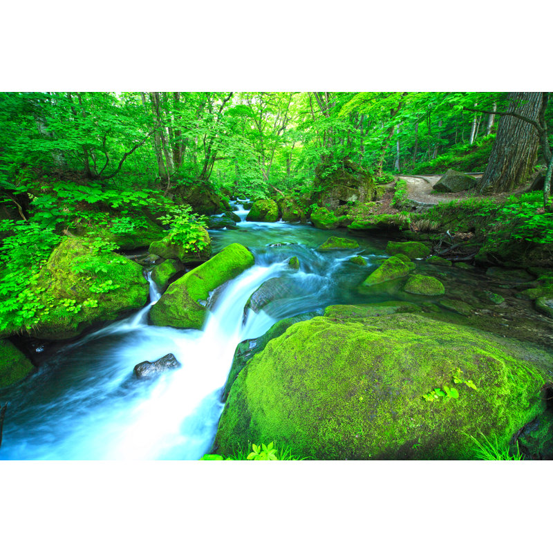 Green Forest - Wrapped Canvas Print, 30cm H x 46cm W x 3.8cm D