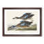 Blue-Winged Teal Ducks by John Audubon - Framed Print-57844763-57844766