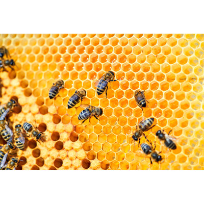 Derrus Bee Hive on a Honeycomb - Photographie sur toile tendue