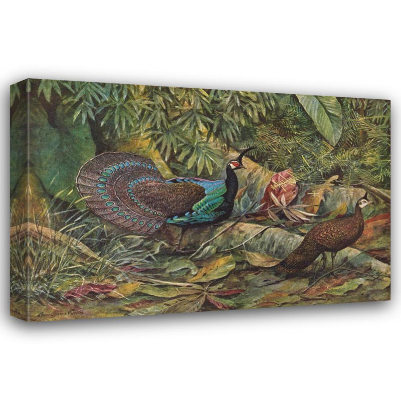 «Palawan Peacock Pheasant» par Louis Agassiz Fuertes - Art mural sur toile tendue avec châssis, H 14 po x l 18 po
