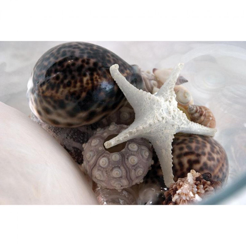 Décoration 3D étoile de mer, H 7,48 po x l 7,48 po x P 2,36 po