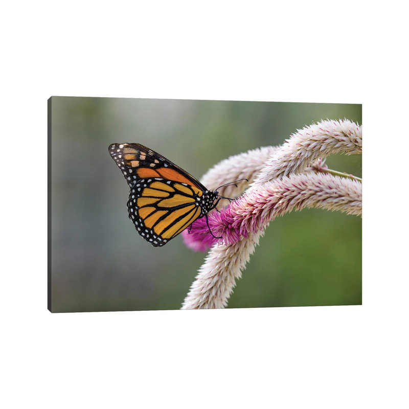 Close-Up Of Monarch Butterfly (Danaus Plexippus) Pollinating Flowers, Florida, USA I by Panoramic Images - Wrapped Canvas Print