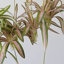 Vaporisateur de plante araignée suspendue - 31,5 po-2134130459-2134130461