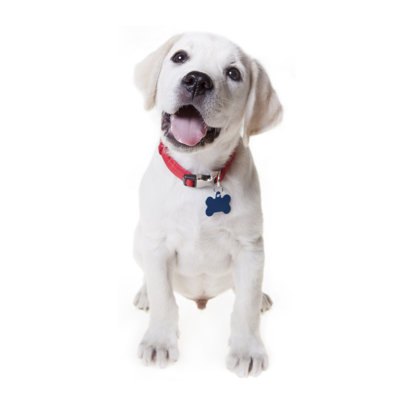 Khash " Adorable Labrador Retriever Puppy " by Diane39