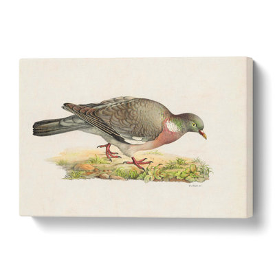 Common Wood Pigeon by Von Wright - Wrapped Canvas