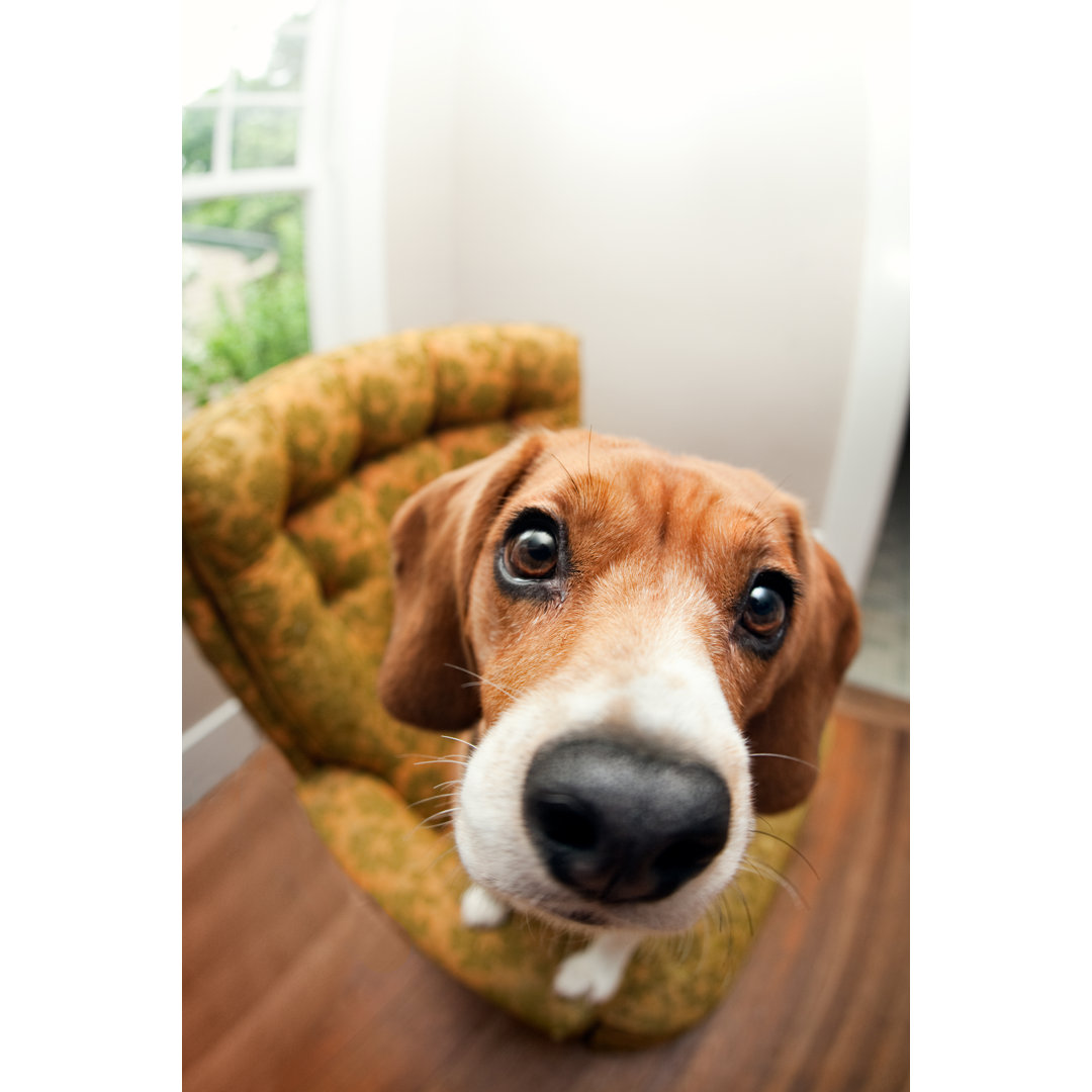 Beagle Hund Fisheye