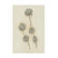Bolognaise «Seed Pods Study II» sur toile-98390349