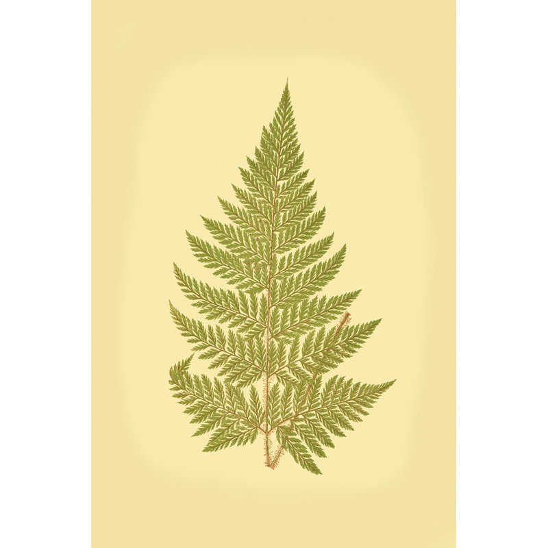Lowes Fern I (PP), H 48 po x l 32 po x P 1,25 po