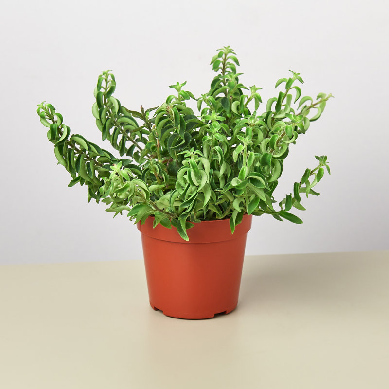 House Plant Shop Live Foliage Plant Low Maintenance Plant Rattan