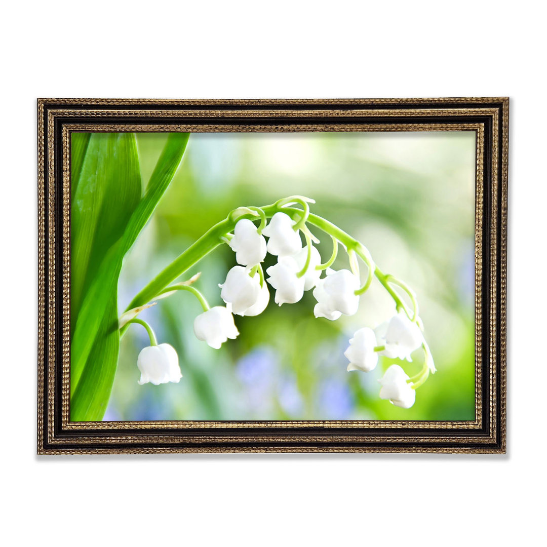 Gerahmtes Wandbild Lily Of The Valley