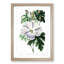 White Hibiscus Flower - Framed Print-55641270-55641271