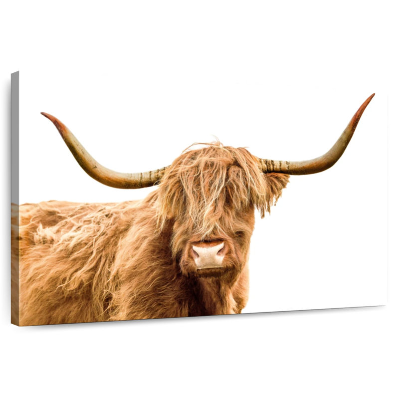Brampt Looking At You Scottish Highland Cow, 24" H x 36" W