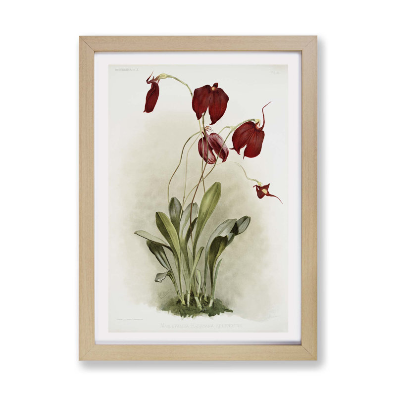 Magnolia Flowers Illustration Tab. 26 by Frederick Sander - Single Picture Frame Painting, 45cm H x 63cm W x 2cm D, Oak