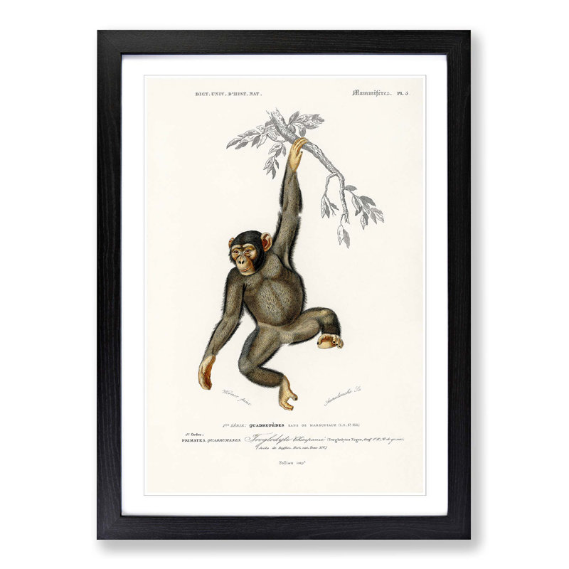 Chimpanzee by Charles D'Orbigny - Picture Frame Painting Print on MDF, 48cm H x 36cm W x 2cm D, Black Framed