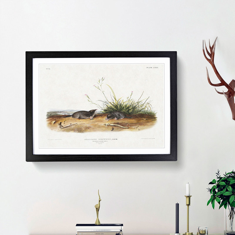 Shrew Moles by J.W. Audubon - Picture Frame Painting Print, 48cm H x 65cm W x 2cm D, Black Framed