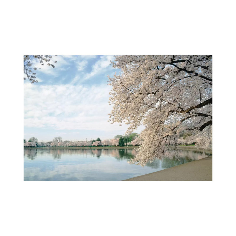 Cherry Blossom Trees Around The Tidal Basin, Washington DC, USA - Wrapped Canvas Print, 20.32 cm H x 30.48 cm W