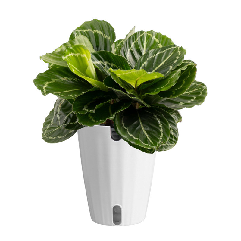 Calathea in Décor Planter
