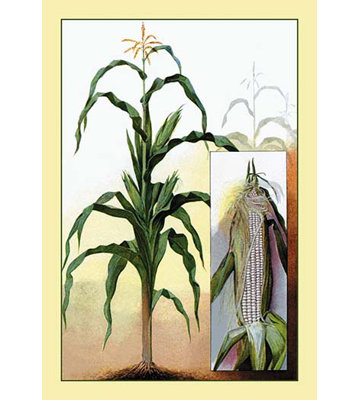 " Sweet Corn "