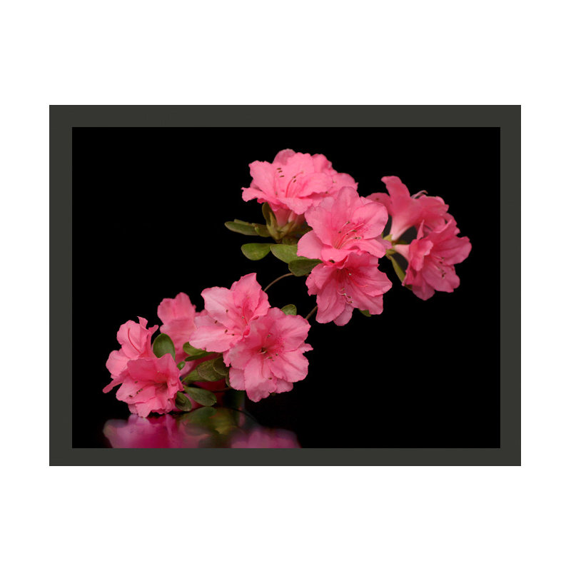 Azalea in Black 2.7m x 350cm Wallpaper, 200 cm x 154 cm