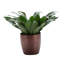 Dracaena Plant in Pot-49662289