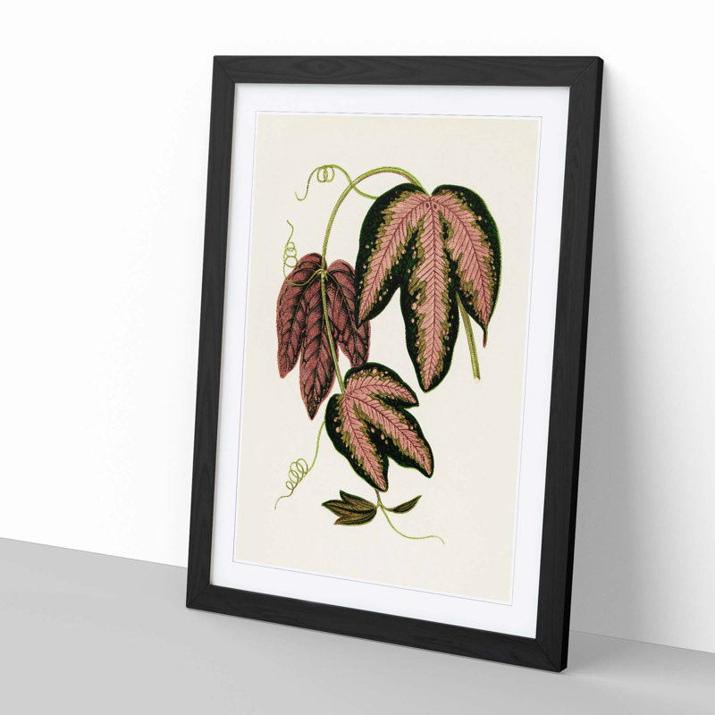 Tri-Coloured Passion Vine by Benjamin Fawcett - Picture Frame Painting Print, 50cm H x 35cm W x 2cm D, Black