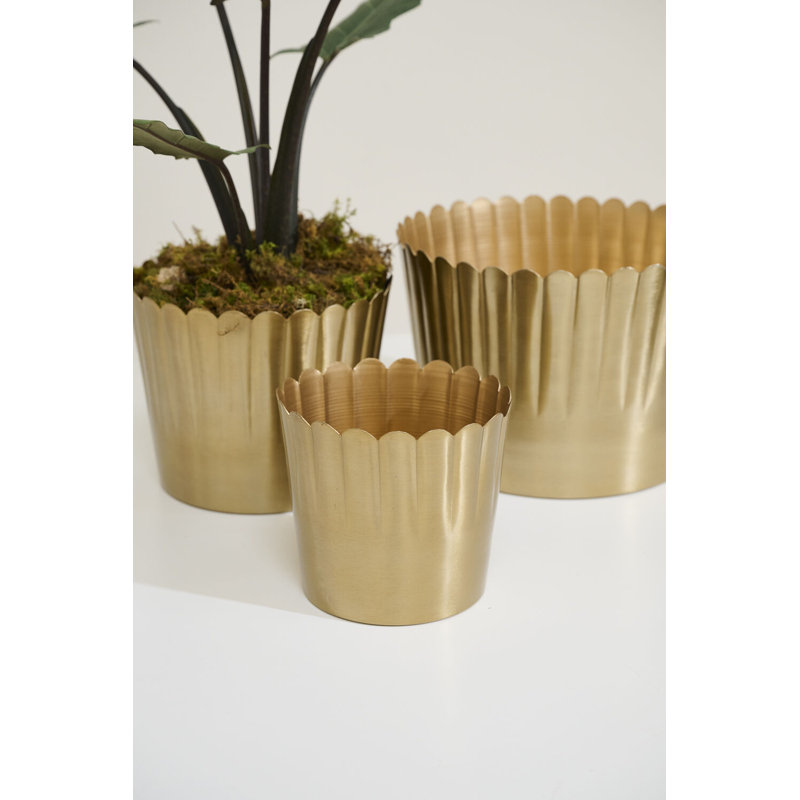 Pot Delicata 5,5 po x 5 po