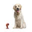Figurine yogi en lacet Wilkenson
